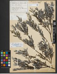 Foto von Salix repens subsp. rosmarinifolia (L.) Andersson